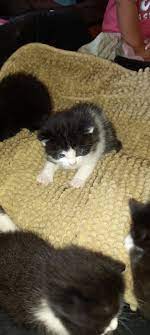 Junge liebevolle Bauernhof Büsi