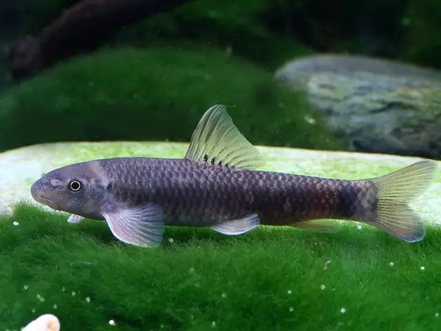 Garra rufa - Rötliche Saugbarbe - Knabberfisch