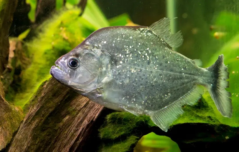 Piranha Serrasalmus geryi s.compressus