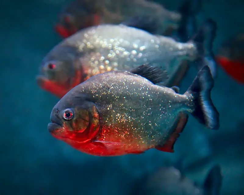 Roter Piranha (Serrasalmus nattereri)