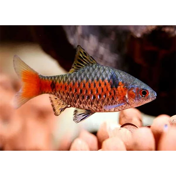 4 Rubinbarben in bestehenden Schwarm abzugeben