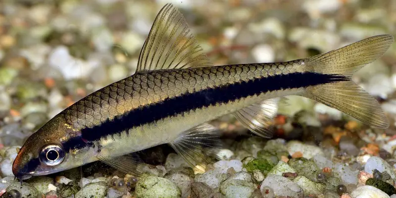 1x Siamesische Rüsselbarbe GRATIS abzugeben